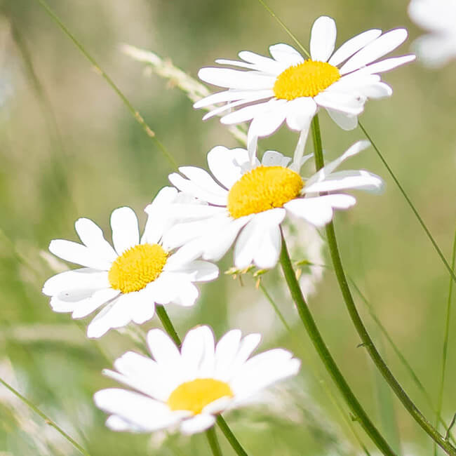 Board Meeting 17 April 2024