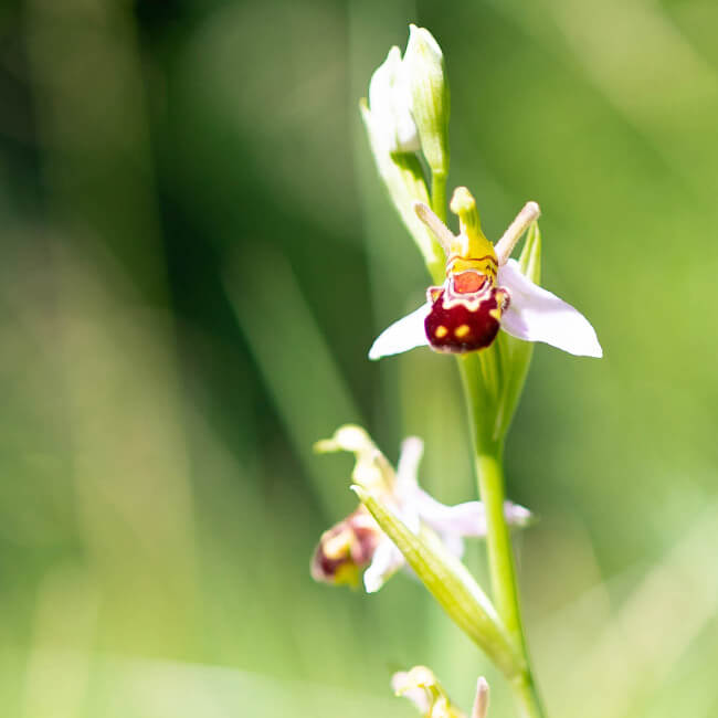 Statement from the Trustees – 18 October 2024